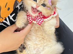 -lincat·猫舍(广州店)