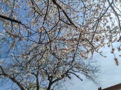 -桃花堤公园