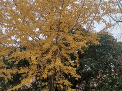 -四川大学(望江校区)