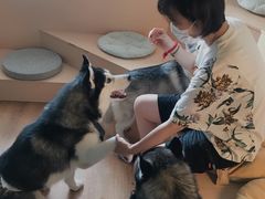 -Husky Go! 哈士奇体验馆·宠物咖啡厅狗咖