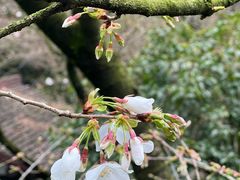 -中国茶叶博物馆(双峰馆区)