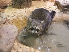 -正佳雨林生态植物园