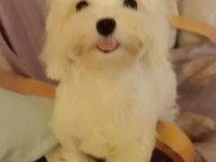 -汪说喵讲宠物乐园宠物酒店(红星美凯龙店)