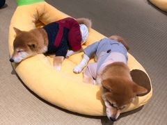 -逗柴咖啡屋·狗咖猫咖宠物桌游