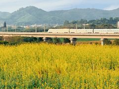 -光明小镇欢乐田园