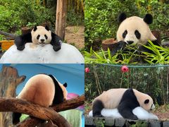 -广州长隆野生动物世界