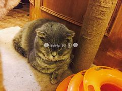 -猫色咖啡·猫咖