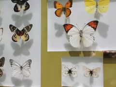 -上海昆虫博物馆