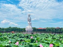 -荷塘月色湿地公园·向阳花洲