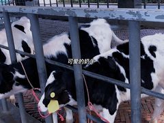 -光明农场大观园