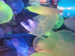 -太平洋海底世界