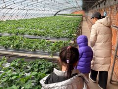 -甜心庄园·甜心草莓采摘园(西青中北店)