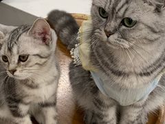 -共舞时光猫咖·狗咖(新街口店)