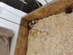 -怪兽屋·羊驼·猫咖·狗咖(俊华广场店)