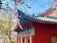 -桃花堤公园