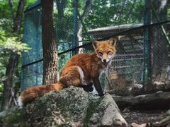 -宫城藏王狐狸村