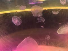 -苏州海洋馆