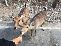 -清迈夜间动物园