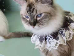 -怪兽屋·羊驼·猫咖·狗咖(俊华广场店)