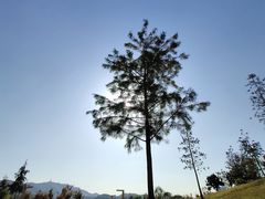 -大碗先生(万家丽店)