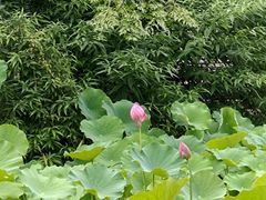 -花溪公园