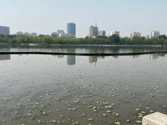 -莲花池公园