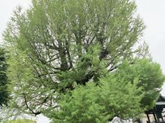 -医王山·飞騨国分寺