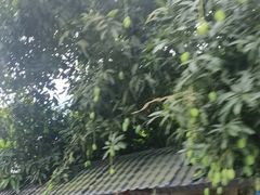 -西双版纳傣族园