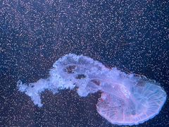 -欢乐海岸海洋奇梦馆