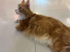 -平行世界·猫咖(首经贸店)