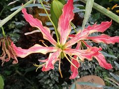 -国家植物园南园