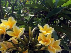 -巴厘岛悦榕庄Jumana露台餐厅