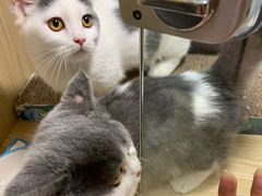 -屋虎猫馆(宝安大仟里店)