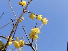 -上海共青森林公园