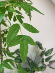 -OAE日式皮肤管理お肌の