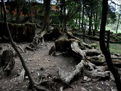 -阿里山神木遗迹
