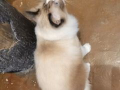 -猫猫幼稚园·撸猫·桌游·电玩