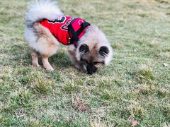 -乐琪宠物医院·犬猫专科·骨外科·急重症