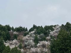 -红光山