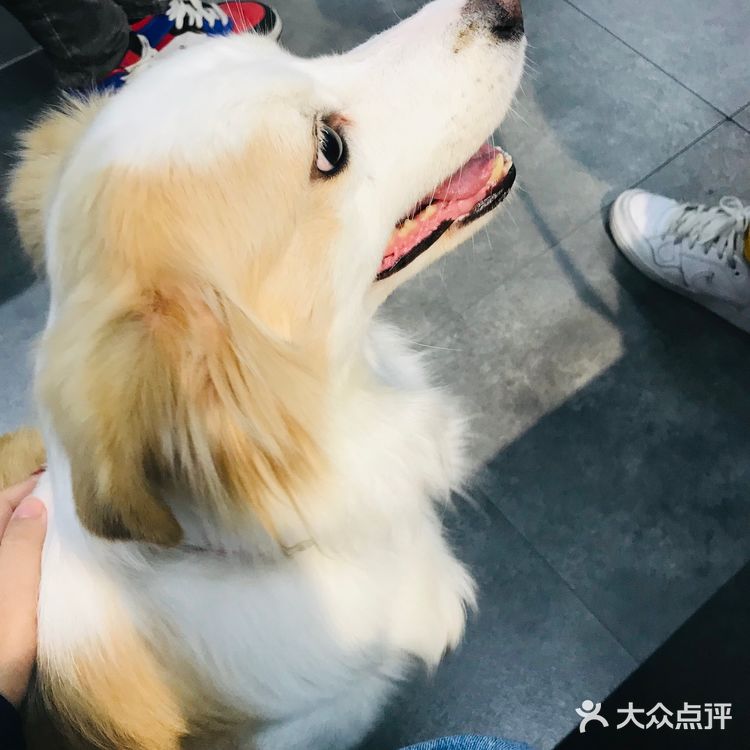 可惜我爸妈坚决的反对这把操作，我只能没事看看别人家的狗