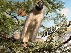 -陕西自然博物馆