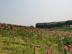 -迪茵湖田家舍生态农场