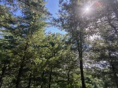 -黄椅山火山森林公园