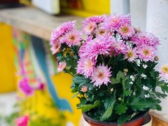 -茶是一枝花泡茶店