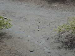 -北海金海湾红树林生态旅游区