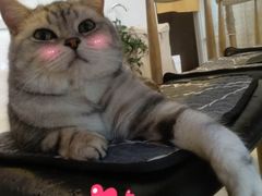 -平行世界·猫咖(首经贸店)