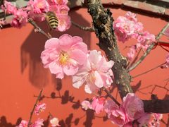 -红螺寺