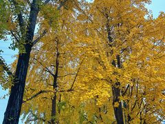 -高庙村(地铁站)