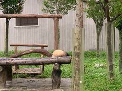 -卧龙中华大熊猫苑神树坪基地
