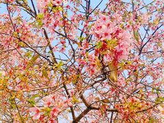 -天适樱花悠乐园